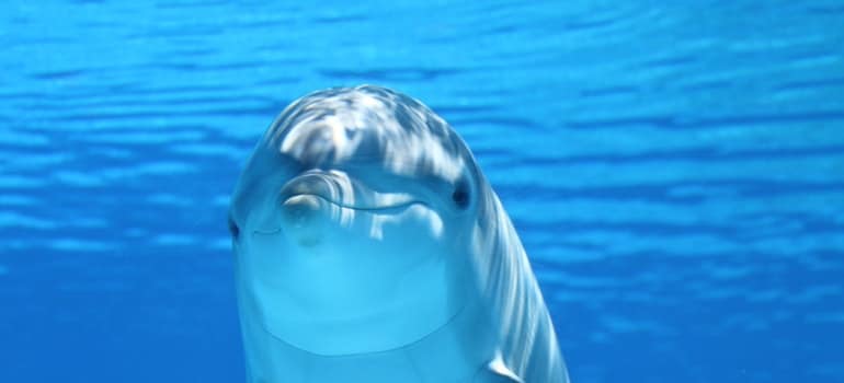 Dolphin underwater