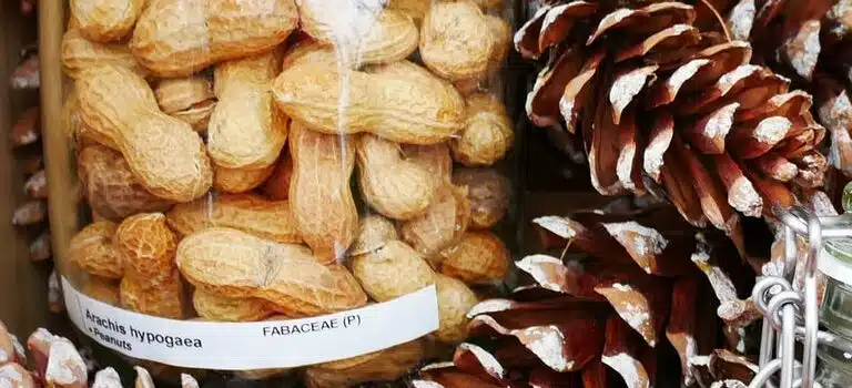 nuts in glass jars