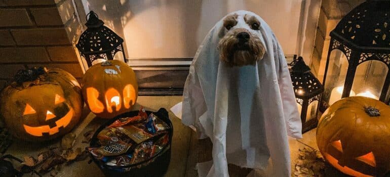 A dog disguised as a ghost for Halloween stands on entrance door.