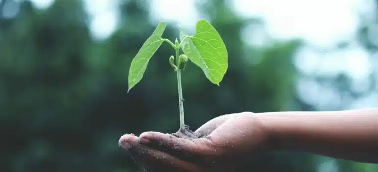 a person holding a plant in their hand as a metaphore