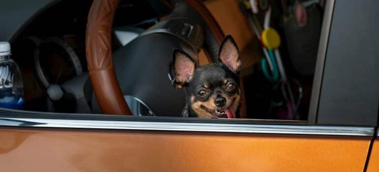 a dog in a front seat of a car