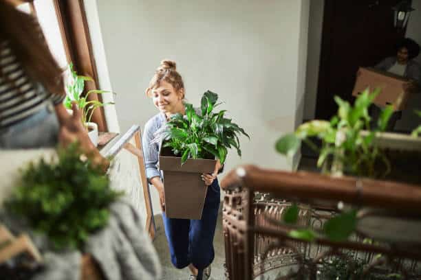 How to pack plants effectively for moving