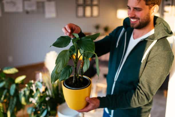 How to pack plants effectively for moving