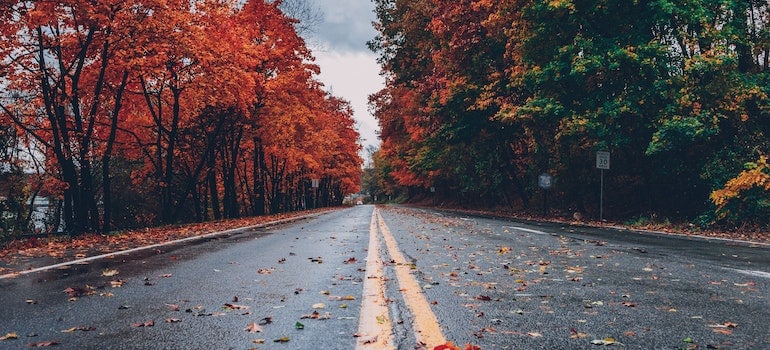 A road between the fall trees