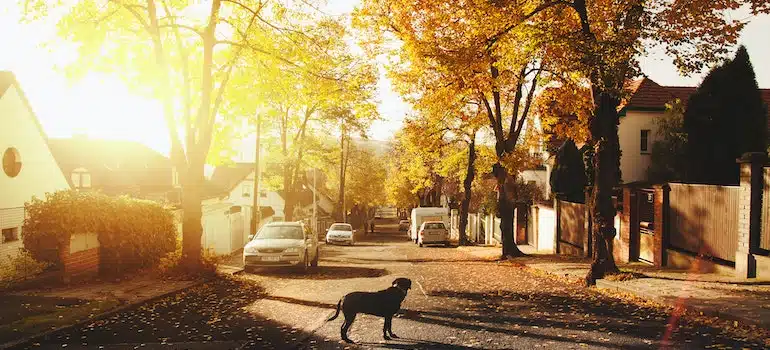 Dog on concrete road