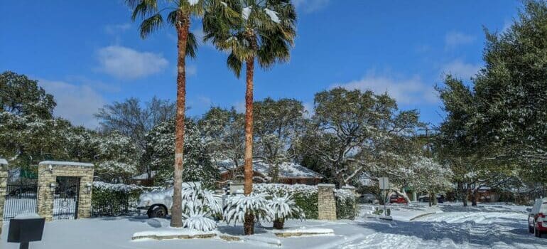 Green palms under the snow in Austin 