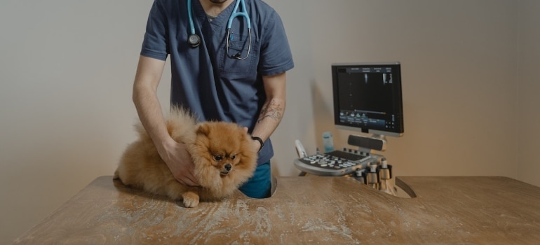 A veterinarian working 